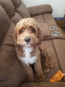 cockapoo puppies for sale - Photo 7