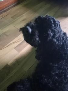 cockapoo puppies for sale - Photo 8