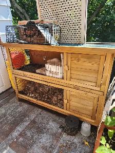 cage à lapin ou poulailler 70$ négociable