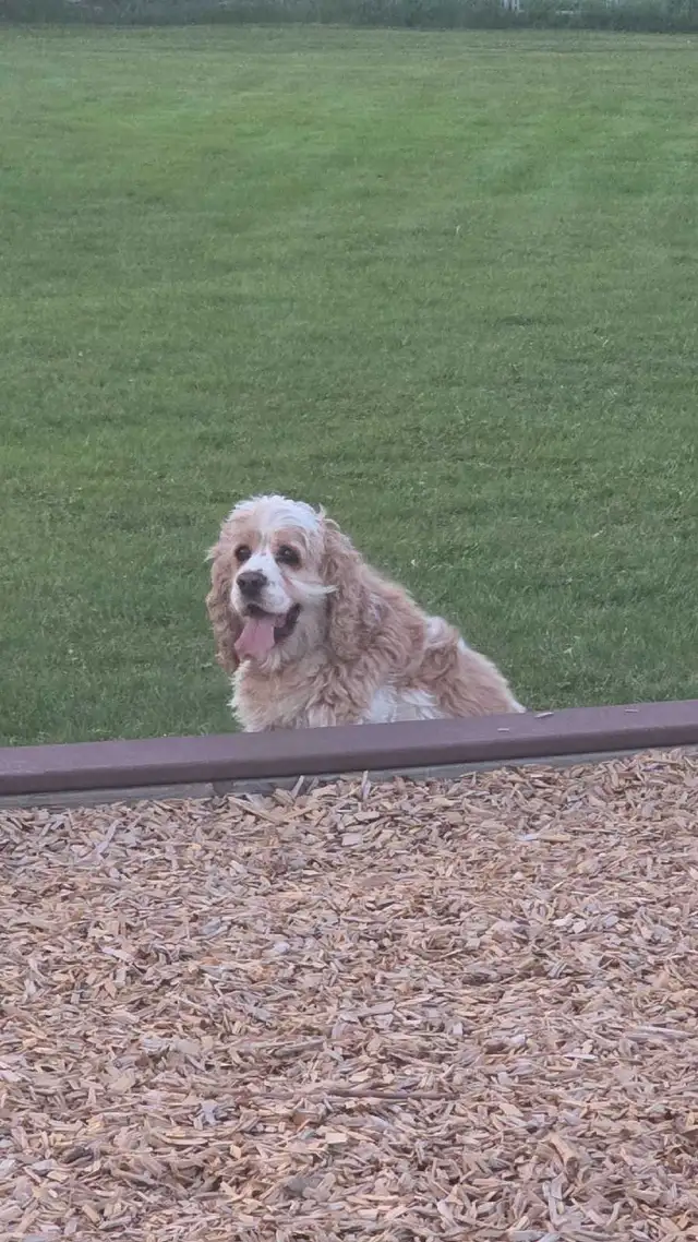 Dog Sitting Services