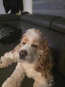 Dog Sitting Services - Photo 2