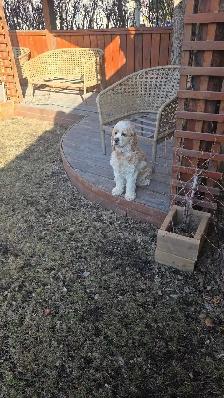 Dog Sitting Services - Photo 3