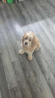 Dog Sitting Services - Photo 4