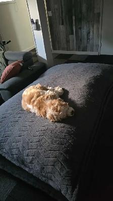 Dog Sitting Services - Photo 5