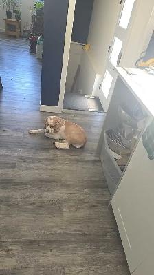 Dog Sitting Services - Photo 6
