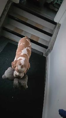 Dog Sitting Services - Photo 7