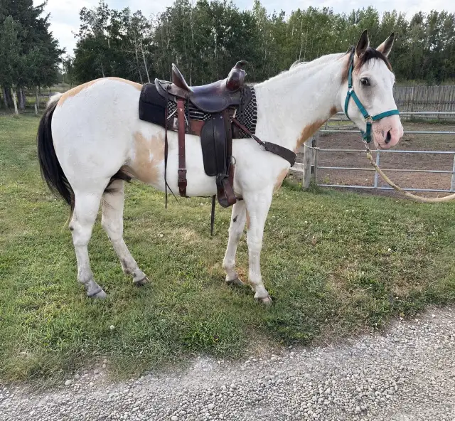 3 Year Old Buckskin Paint Gelding for Sale