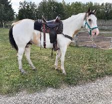 3 Year Old Buckskin Paint Gelding for Sale