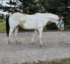 3 Year Old Buckskin Paint Gelding for Sale - Photo 2