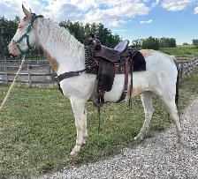 3 Year Old Buckskin Paint Gelding for Sale - Photo 3