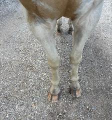 3 Year Old Buckskin Paint Gelding for Sale - Photo 4