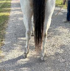 3 Year Old Buckskin Paint Gelding for Sale - Photo 5