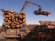 FIREWOOD - SEASONED JACKPINE - 1/2CD - SPLIT AND DELIVERED - Photo 4
