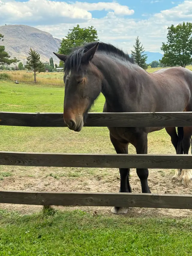 4 year old clydesdale/ percheron cross mare