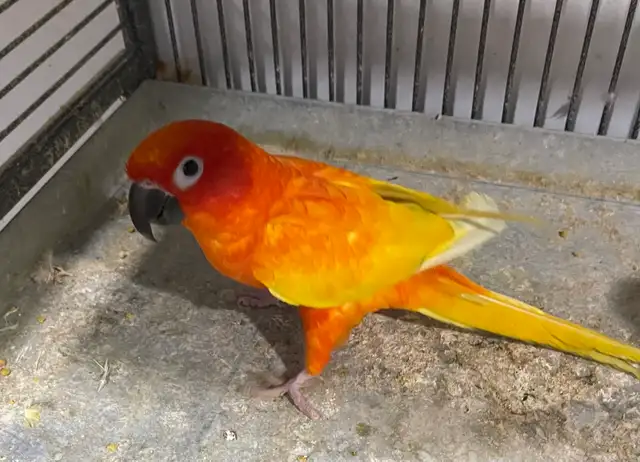 Red Pied Sun conure male.