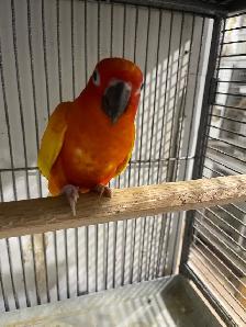 Red Pied Sun conure male. - Photo 4