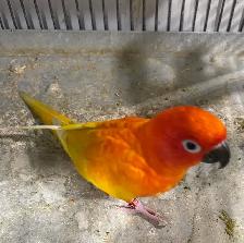 Red Pied Sun conure male. - Photo 8