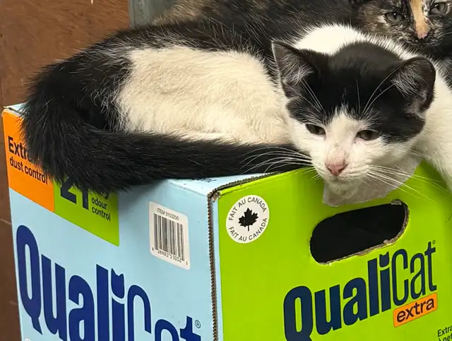 Cats for sale