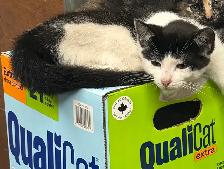 Cats for sale
