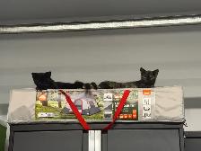 Cats for sale - Photo 2