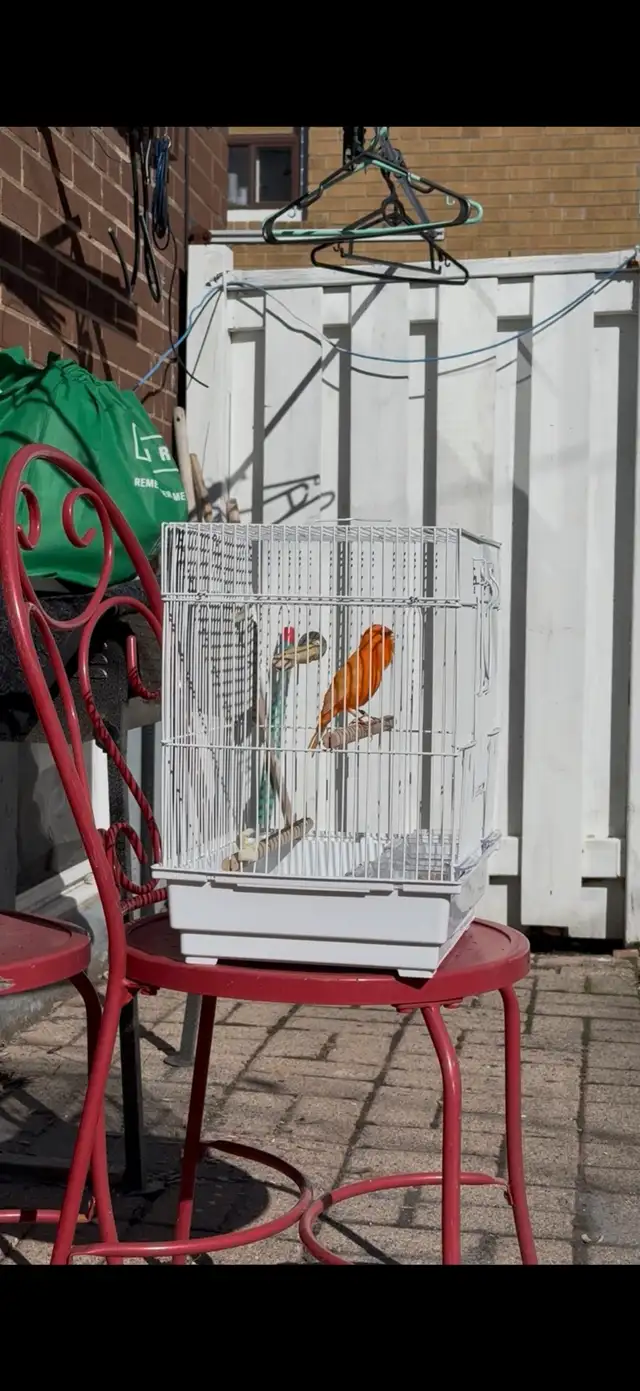 Canary male and Cage for sale