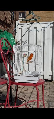 Canary male and Cage for sale