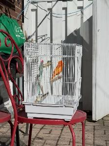 Canary male and Cage for sale - Photo 2