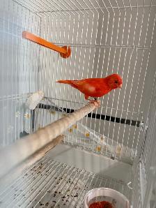 Canary male and Cage for sale - Photo 3
