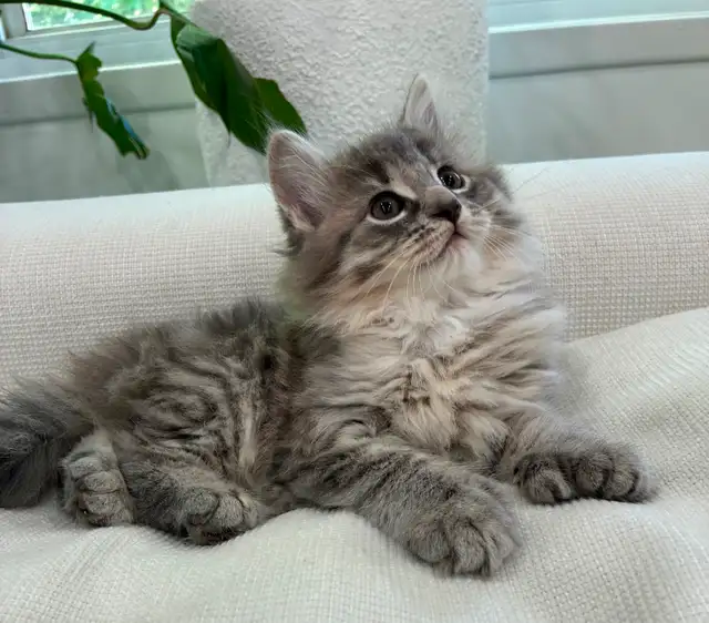Chaton Sibérien Hypoallergenique