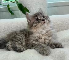 Chaton Sibérien Hypoallergenique