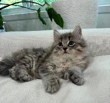 Chaton Sibérien Hypoallergenique - Photo 2
