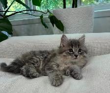 Chaton Sibérien Hypoallergenique - Photo 3