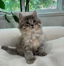 Chaton Sibérien Hypoallergenique - Photo 4