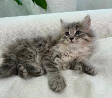 Chaton Sibérien Hypoallergenique - Photo 5