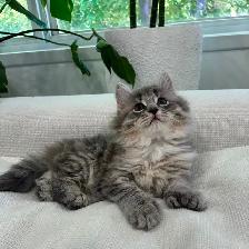 Chaton Sibérien Hypoallergenique - Photo 6