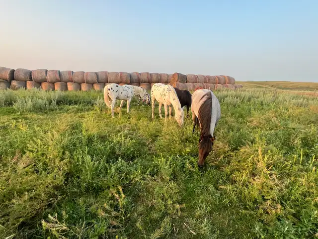 Will board horses