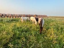 Will board horses