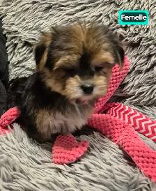 1 femelle 2 mâles Morkies
