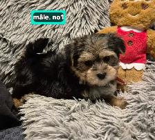 1 femelle 2 mâles Morkies - Photo 2