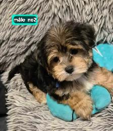 1 femelle 2 mâles Morkies - Photo 3