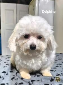 1 femelle 2 mâles Morkies - Photo 5