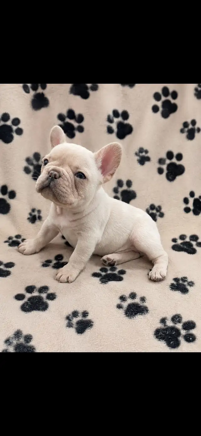 mâle bouledogue français