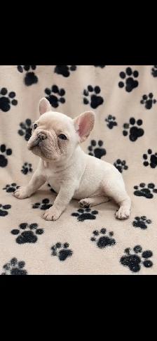 mâle bouledogue français