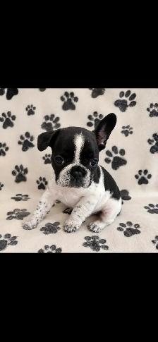 mâle bouledogue français - Photo 2