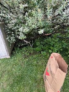 lawn care and cleanups - Photo 2