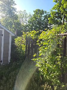 lawn care and cleanups - Photo 7