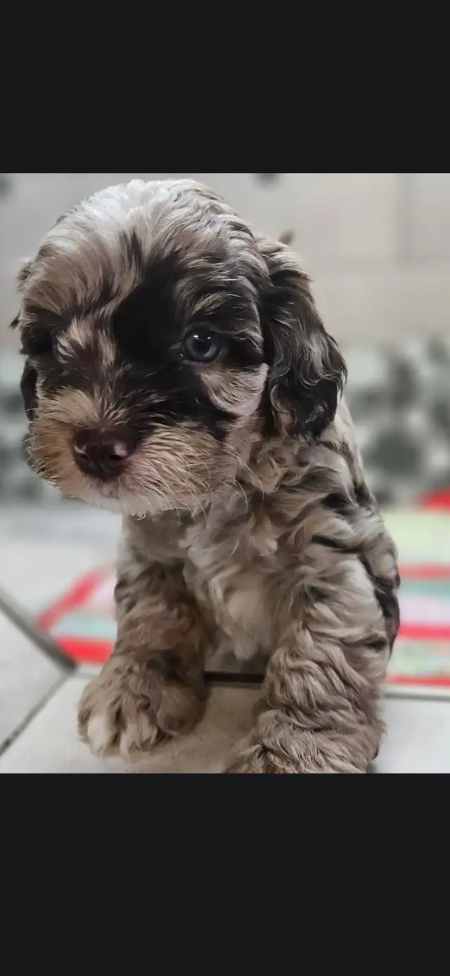 Teddybear Cockapoo, Pick of the Litter, Rare Brown  Merle color