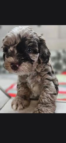 Teddybear Cockapoo, Pick of the Litter, Rare Brown  Merle color