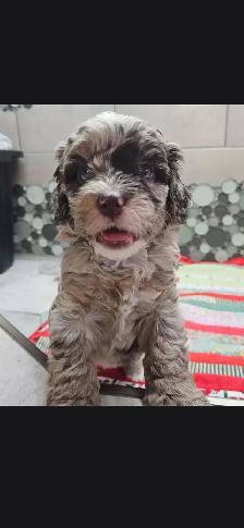 Teddybear Cockapoo, Pick of the Litter, Rare Brown  Merle color - Photo 2