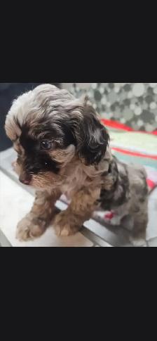 Teddybear Cockapoo, Pick of the Litter, Rare Brown  Merle color - Photo 3